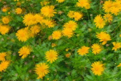 alt="Blurred daisy-like flowers in green foliage"