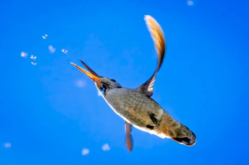 alt="Hummingbird in action"