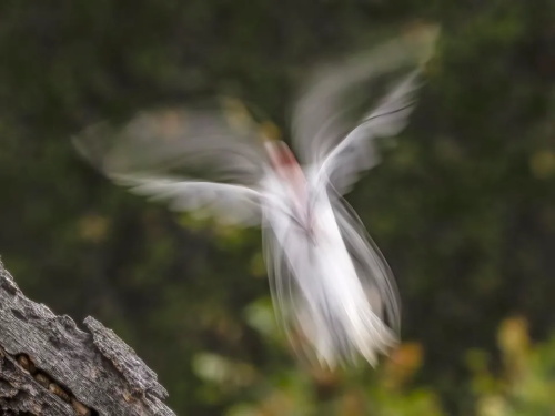 alt="Flying bird with motion blur"