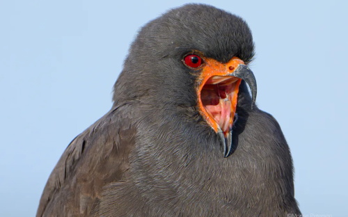 alt="Snail kite bird with open beak"