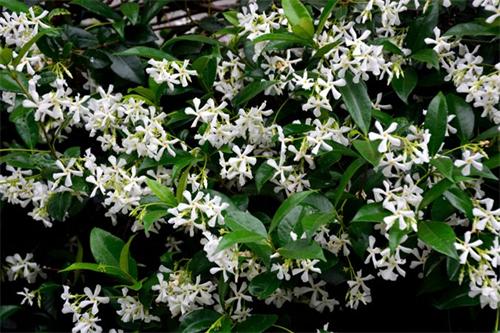  alt="Star jasmine flowers"