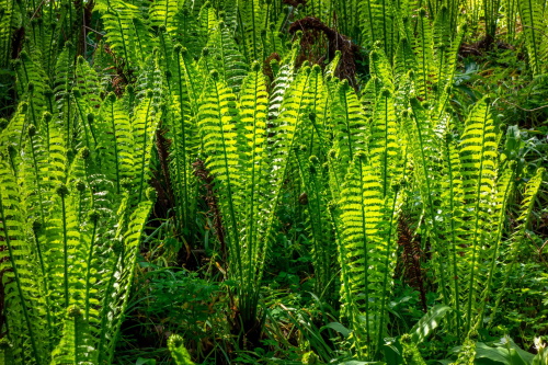 alt="Bright green fern fronds"