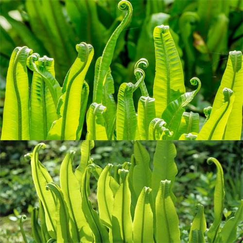 alt="Green hart's tongue fern"
