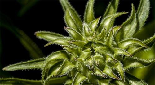 alt="Green spiky flower buds macro shot"