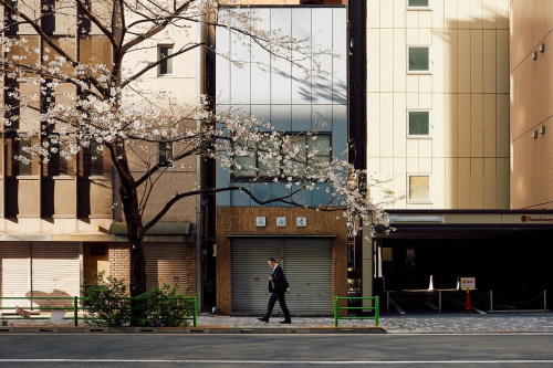 alt="Man walking under cherry tree in city"