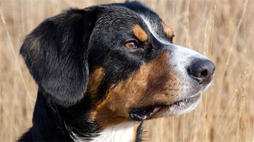 alt="Appenzeller Sennenhund dog portrait"