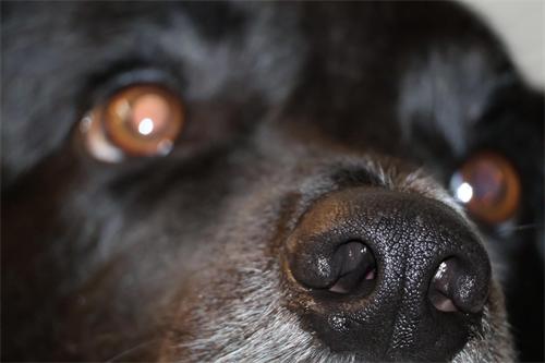 alt="Dog nose in focus, eyes out of focus"