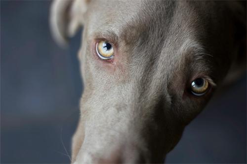 alt="Weimaraner dog close-up portrait"